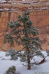 Ponderosa Pine Snow Slickrock 012023 2316