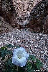 Datura Grand Canyon 042421 2216