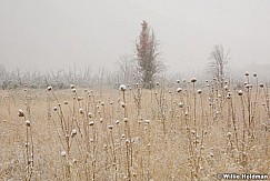 Thistlesnow00109 646