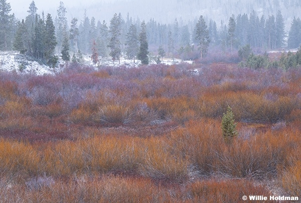 Colorful Willow 113025 6700
