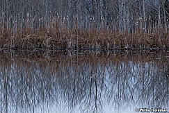 Cattails Aspen Reflection 110121 1687 3