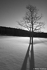 LoneaspenBW 2055