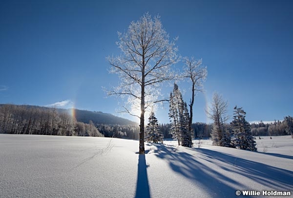 Rainbowaspensnow020711 