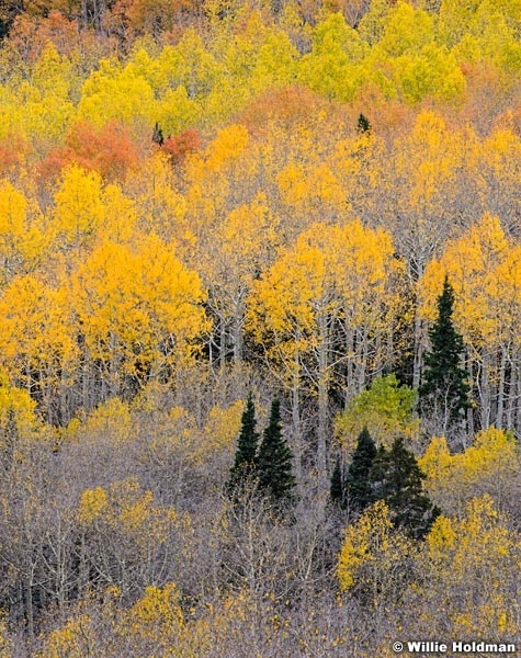 Layers Aspen Color 100515 2