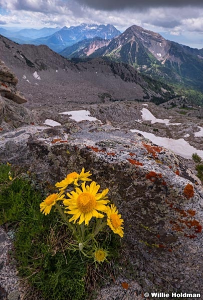 High Mountain Daisies 061918 4087 2
