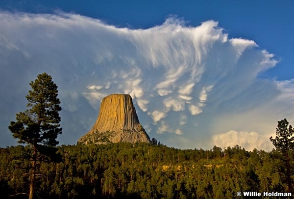 devilstowertreefinal 29873