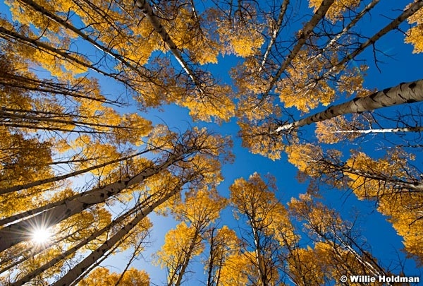 Looking Up Golden Aspens 101017 1005