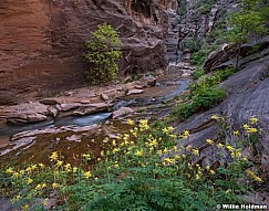 Yellow Columbine Slot 052018 5072 6x7