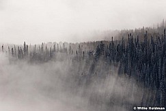 foginpines012810 0706