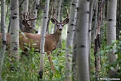 Two Bucks Aspen 080218 4819