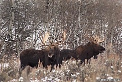 Moose112409 2434
