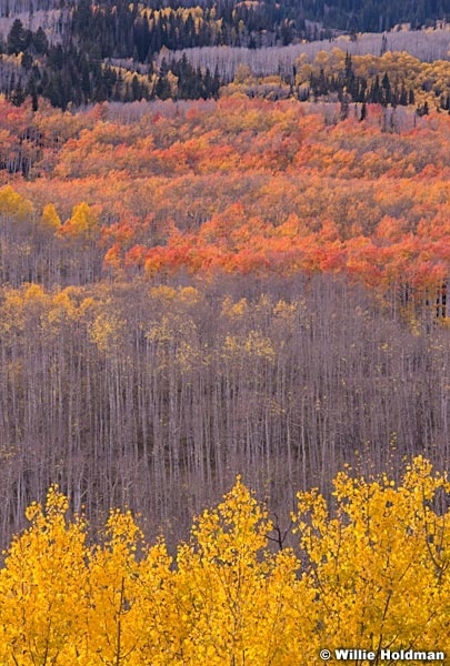 Wasatch Range Aspens 100814 1176 2