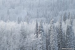 Frosty Pines Aspens 010824 2526 2526