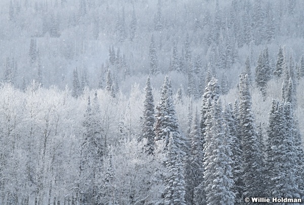 Frosty Pines Aspens 010824 2526 2526