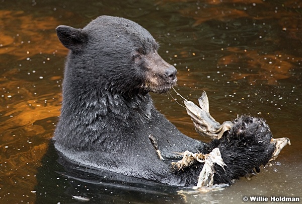 Black Bear Alaska 081916 5596
