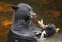 Black Bear Alaska 081916 5596
