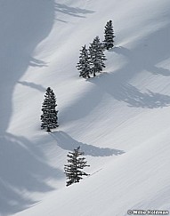 Pines in Snow 011317-0708