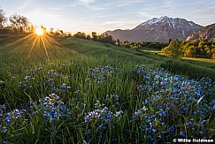 Spring Wildflowers Meadow 061119 2