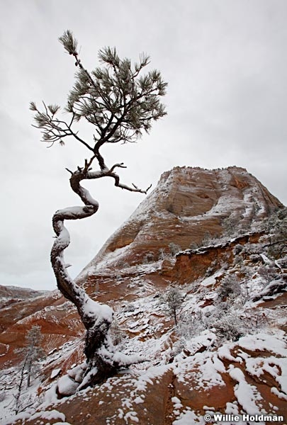 Zion Winter 031812 4