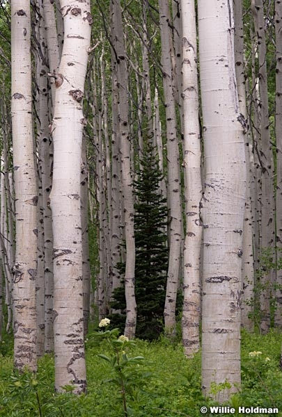 Pine Aspen Forest 061614