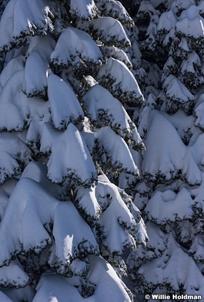 Snowy Pine Brows 010723 0950