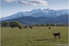 Spring Green Pasture Heber 050219 7596 2