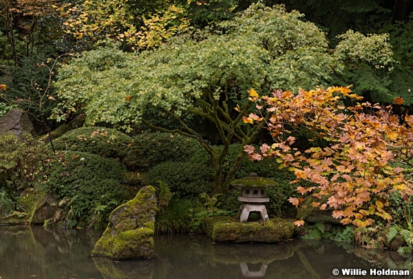 Japanese Maple 110414 2