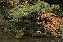 Japanese Maple 110414 2