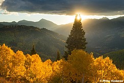 Double Pine Tree Yellow Aspen Sunburst 092925 9703