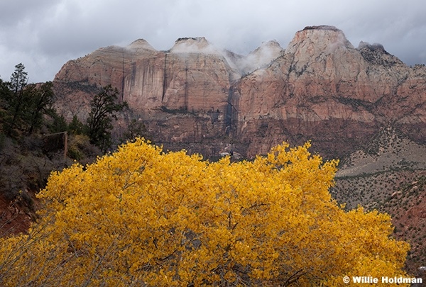 Zion Cliffs Yellow Cottonwood 111625 5293