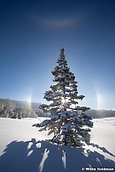 Rainbowpine020711 123
