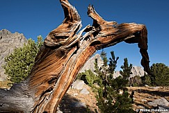 Wind River Tree 090916 9827