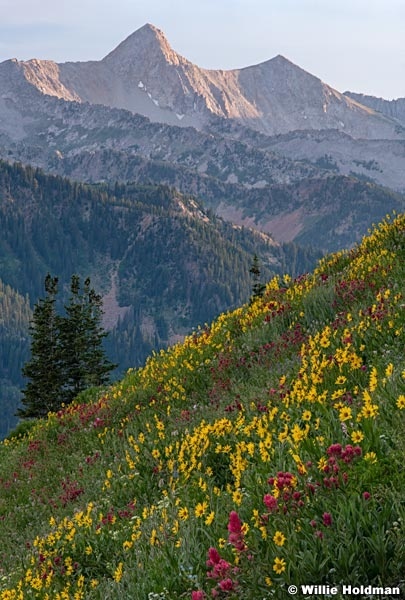 Pfeifferhorn Wildflowers 071118 0264