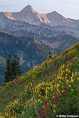 Pfeifferhorn Wildflowers 071118 0264