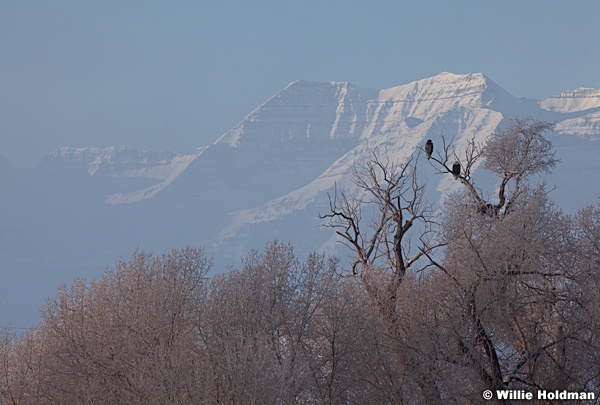 Eagle Tree 010413 163