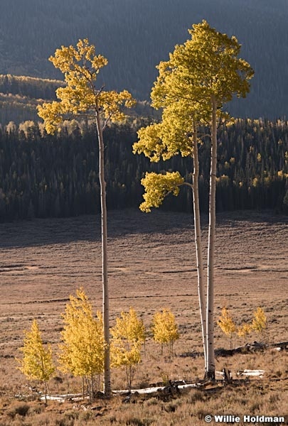 Three Straight Aspens 100919 6966 4