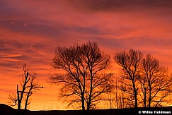 Red Sunrise Trees 121015 3 2