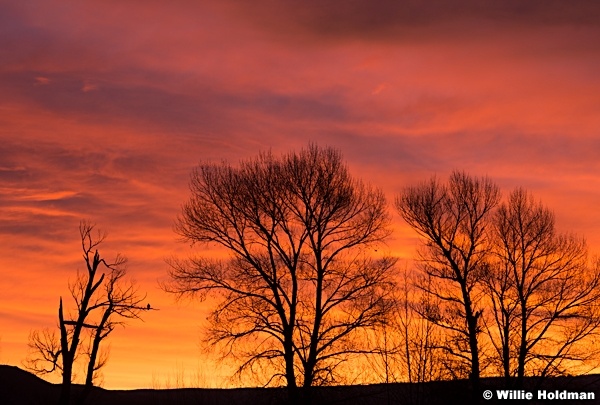 Red Sunrise Trees 121015 3 2