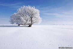 Frostytreepasture022009 12715