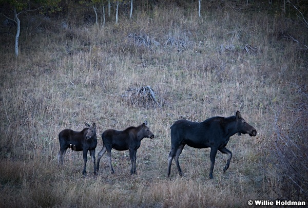 Moose Calfs 100912 31