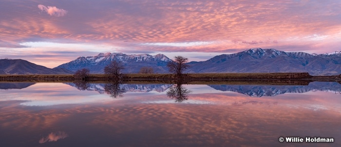 Timpanogos Purple Reflection 1122170947