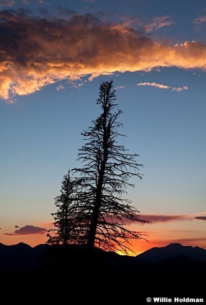 Silhouette Tree Sunset 072712 1133