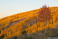 Lone Red Aspen Boulder 101322 2513