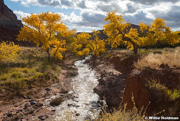 Yellow Cottonwood Castle 102924 5229