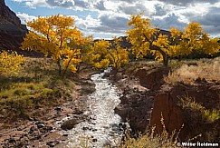 Yellow Cottonwood Castle 102924 5229