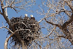 twoeaglesnesting032207