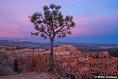 Bryce Canyon Glow 040616 4731