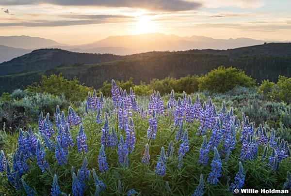 Lupine wildflowers merge 062521 3552