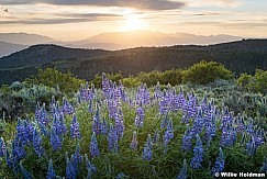 Lupine wildflowers merge 062521 3552