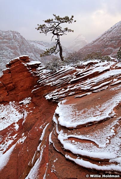 Zion Winter tree 031912